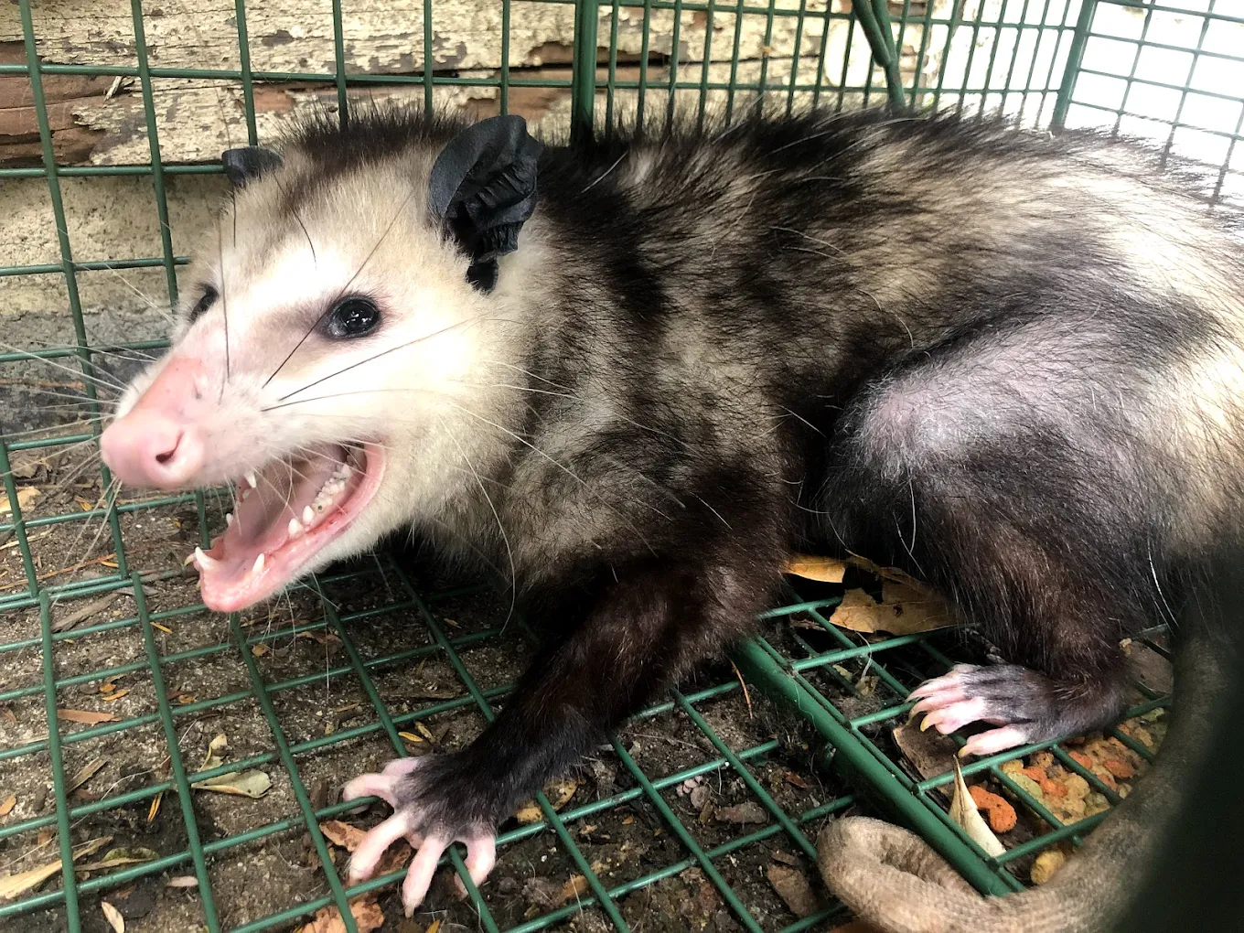 Urban Wildlife Trapping Experts
